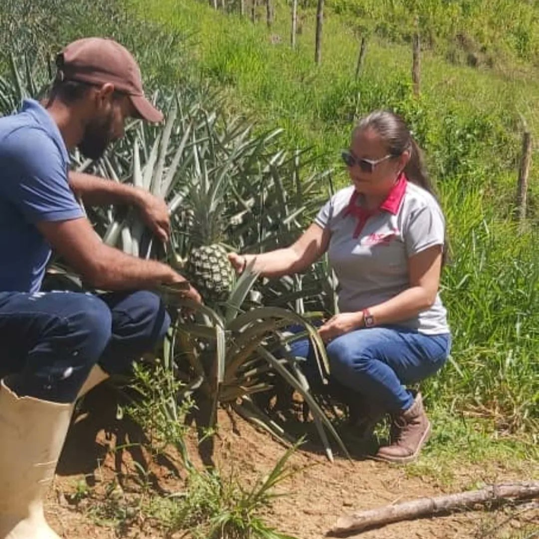 InsaiVeOficial's tweet photo. #PalabraEres
#8Julio
#EsNoticia📢
Equipo INSAI brindó orientaciones sobre Registro SIGESAI, durante inspección fitosanitaria en U.P. Hacienda El Progreso, ubicada en el mpio. Torbes, del Táchira , con 2 has. de cultivo de Piña.
@nicolasmaduro
@minagriculturave
@wcastropsuv https://t.co/LJMEvxFihm