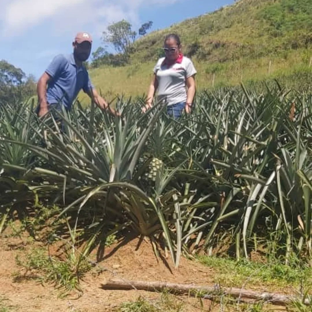 InsaiVeOficial's tweet photo. #PalabraEres
#8Julio
#EsNoticia📢
Equipo INSAI brindó orientaciones sobre Registro SIGESAI, durante inspección fitosanitaria en U.P. Hacienda El Progreso, ubicada en el mpio. Torbes, del Táchira , con 2 has. de cultivo de Piña.
@nicolasmaduro
@minagriculturave
@wcastropsuv https://t.co/LJMEvxFihm