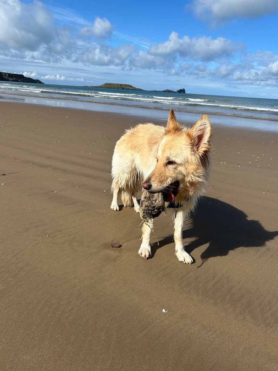 boatypat's tweet image. She found a ridiculous lump of wood n carried it… #gsd #gogs #beach #sand #sea