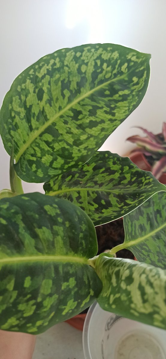 AzaleaTinta's tweet photo. Diafebenbachia reflector, tan bonica com exòtica https://t.co/inzZCYZi0x