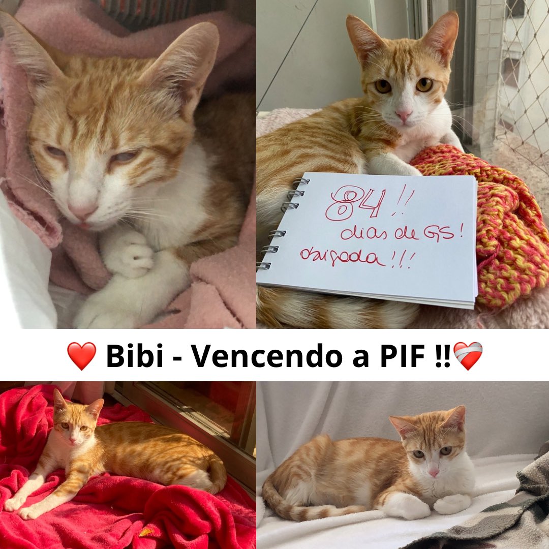 Biapmad's tweet photo. #ambassacats #fipwarriors
Bibi is cured !! after 84 days of battle again FIP she has won!!!🏆 we are sooo happy!!
Fip has cure!! https://t.co/6ckwuWVQGs