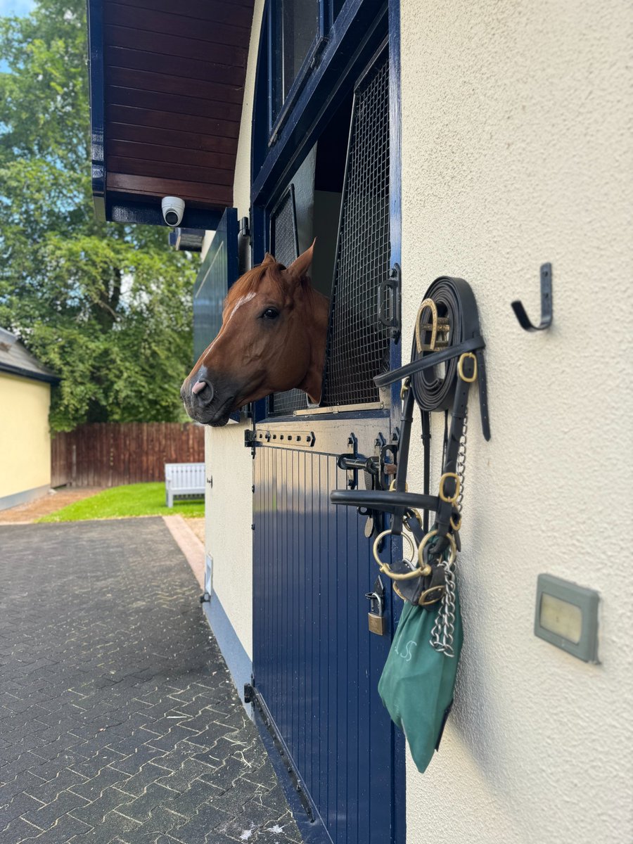 Our #Coolmore &amp; #IrishGuineas packages are now on sale! 🏇 Discover the world-class facilities of Coolmore Stud and Kildangan Stud, enjoy a luxurious stay at Killashee Hotel, and experience thrilling racing at The Curragh. Secure your spot: bit.ly/Coolmore-Spect…