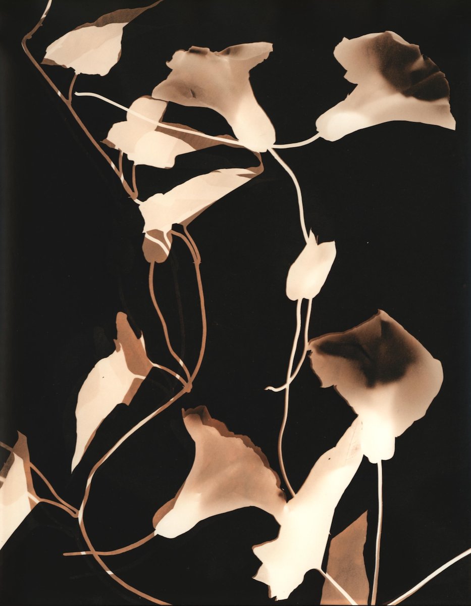 I've not posted on X for a while, but thought I'd share some recent work... Lith print photograms of bindweed. #cameralessphotography #photograms #lofiexperimentation