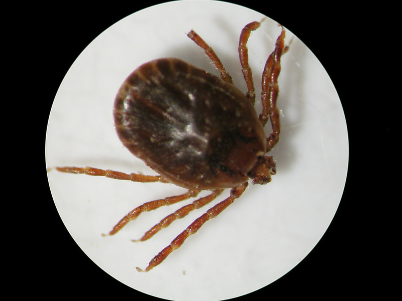 Join <a href="/AginArk/">UA System Div of Ag</a> @ARDeptofAgricul <a href="/ArkCattlemen/">Arkansas Cattlemen's Association</a> on July 11 for a #webinar to discuss how to look for the Asian longhorned tick, signs of Theileria infection, prevention methods and more.

bit.ly/4cJVLl4

#Arkansas #cattle #ticks