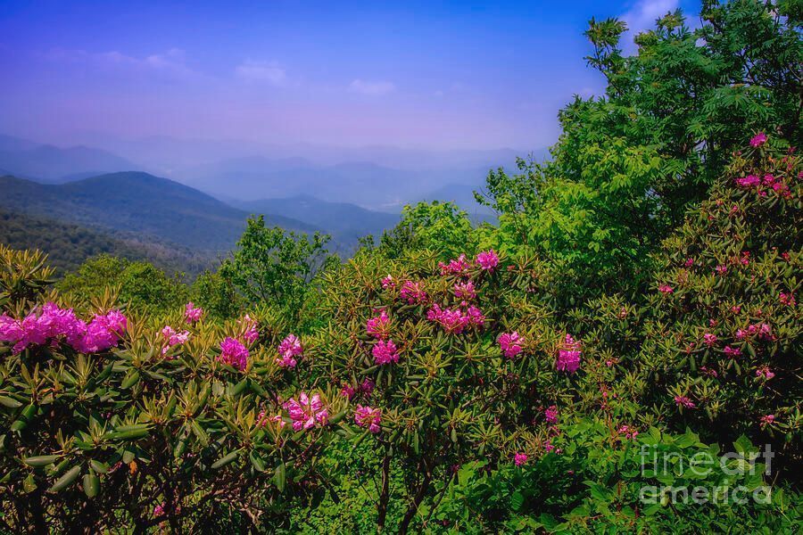 shelia_hunt's tweet photo. "Rhododendrons on Roan Mtn" ❤️ Get this new artwork at https://t.co/OmpKNMscqz 

#BestOfTheVolunteerState #VisitTennessee #OnlyInTennessee #VolunteerState #instagramtennessee #TennesseeLove #GetOutsideTN   #exploretennessee #BuyIntoArt  #NortheastTN #SheliaHuntPhotography https://t.co/biE7mlhbW0