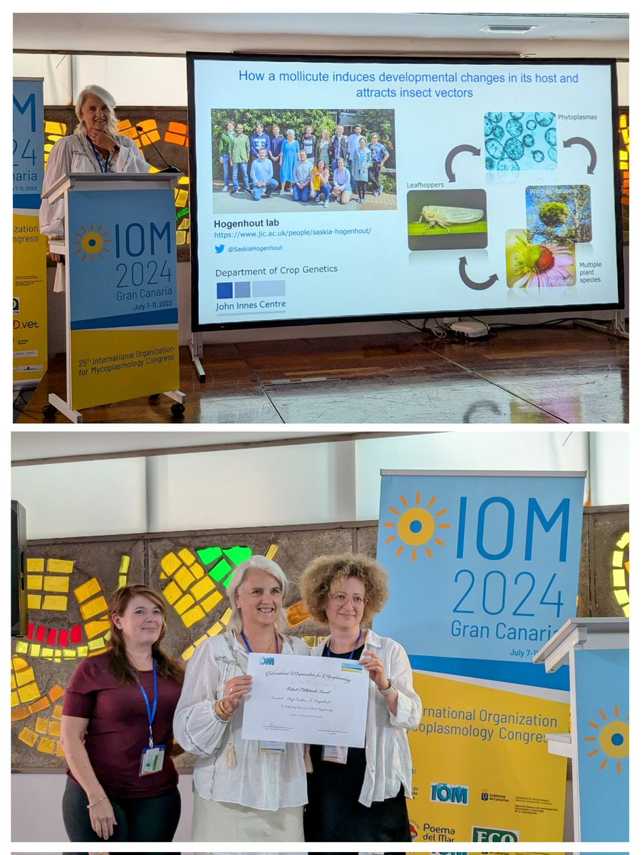 ChihHorngKuo's tweet photo. Congratulations to @SaskiaHogenhout on receiving the @IOM_network RFW Award for her pioneering work of #phytoplasma #effector !
#IOM2024 https://t.co/jwIDygg7vM