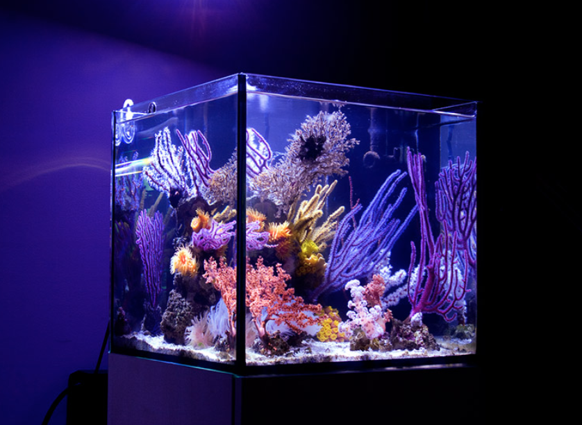 Reef Builders tweet media