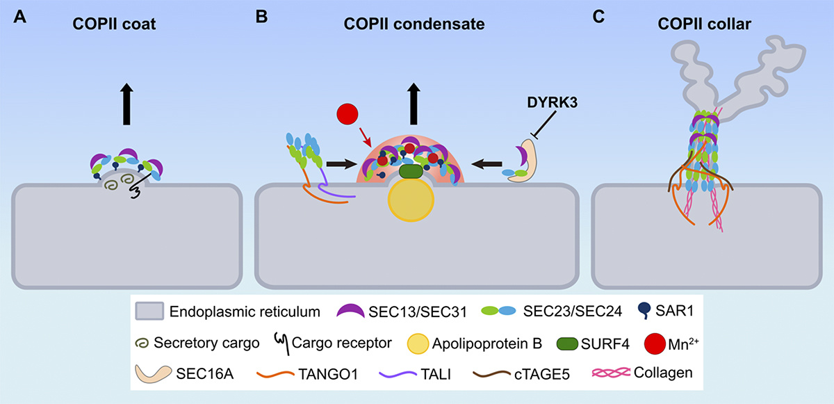 Journal of Cell Biology (@jcellbiol) on Twitter photo New Viewpoint: Vivek Malhotra <a href="/CRGenomica/">Centre for Genomic Regulation (CRG)</a> discusses how COPII packages all sorts of cargo for export from the ER. hubs.la/Q02Fz4WC0
#Trafficking #Biochemistry New Viewpoint: Vivek Malhotra <a href="/CRGenomica/">Centre for Genomic Regulation (CRG)</a> discusses how COPII packages all sorts of cargo for export from the ER. hubs.la/Q02Fz4WC0
#Trafficking #Biochemistry