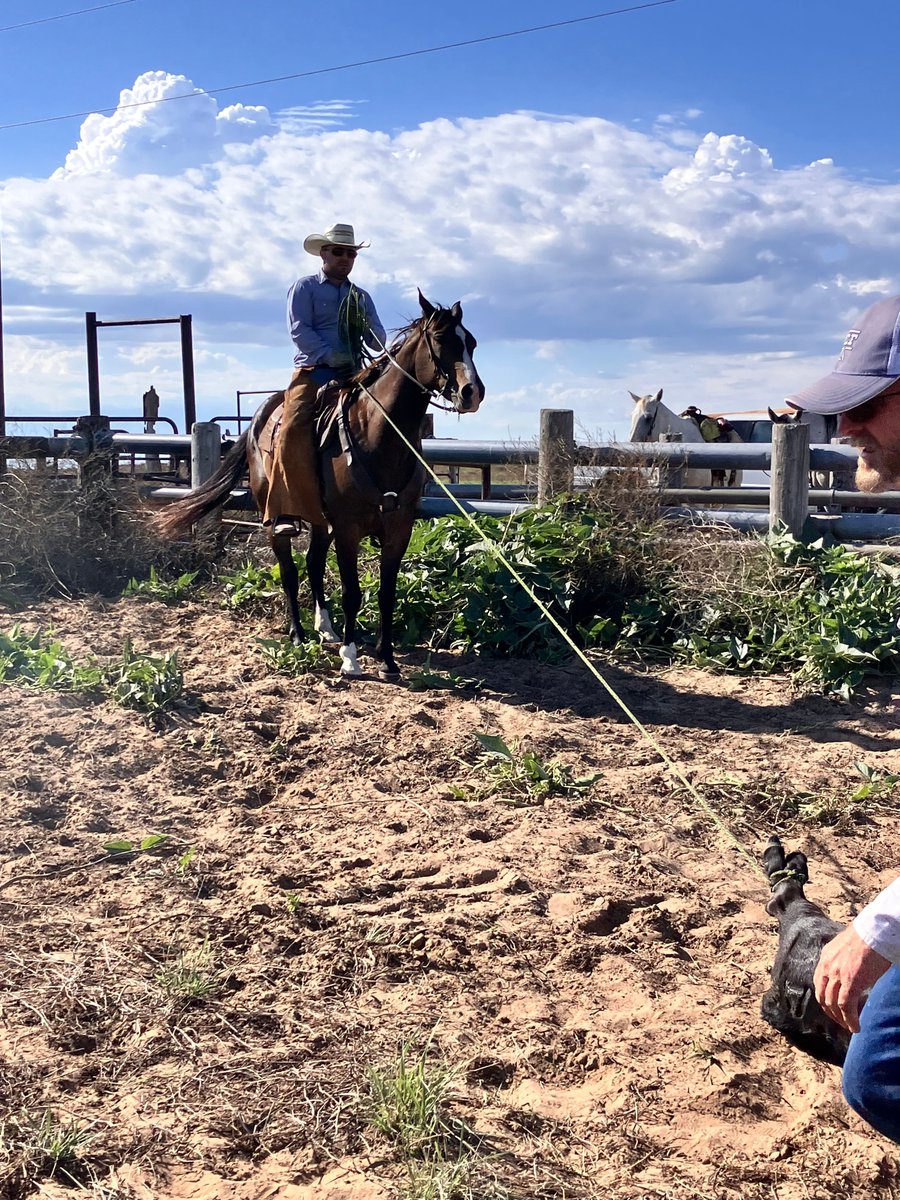 King Ranch Institute tweet media