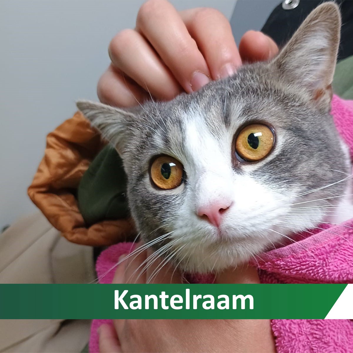 Dierenambulance Amsterdam tweet media