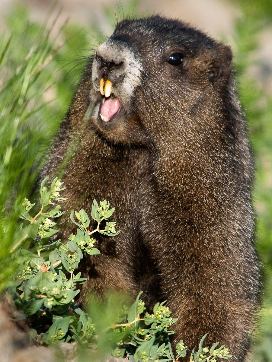 Me reading "I hope this email finds you well" on a Monday morning...

We can assure you we won't use that in our eNewsletters. Instead, you'll get hike recs, project updates, event details, and cute photos of wildlife. Sign up for that and more at WNPF.org/get-our-emails 📲💻