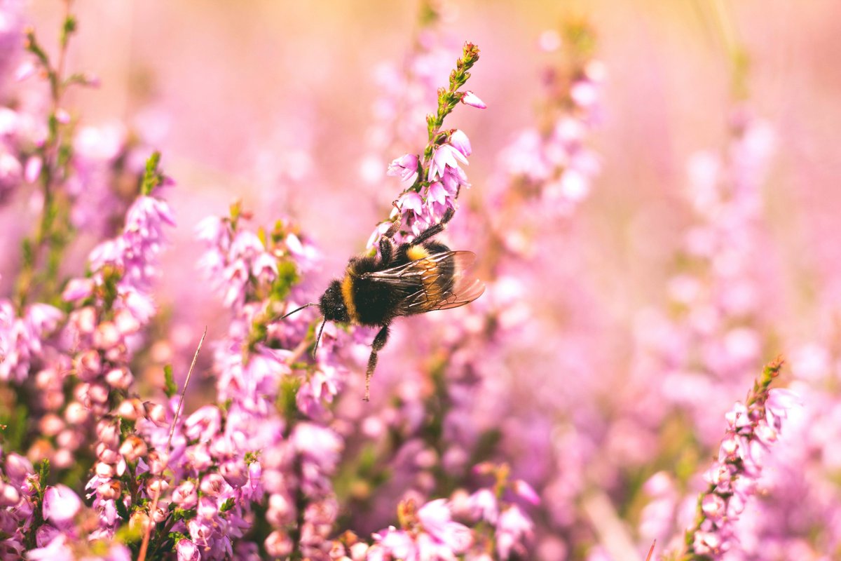 FifeCCAN's tweet photo. 🐝🌼 It's Don’t Step on a Bee Day! 🌼🐝

Join us in protecting our precious bees! Share the message using #DontStepOnABeeDay or #BeeGoodtobees. Support local beekeepers, plant bee-friendly flowers, and let your lawn grow wild. Every little bit helps! 🐝💚

#Bee #Fifenature https://t.co/OtUIH9dCbX