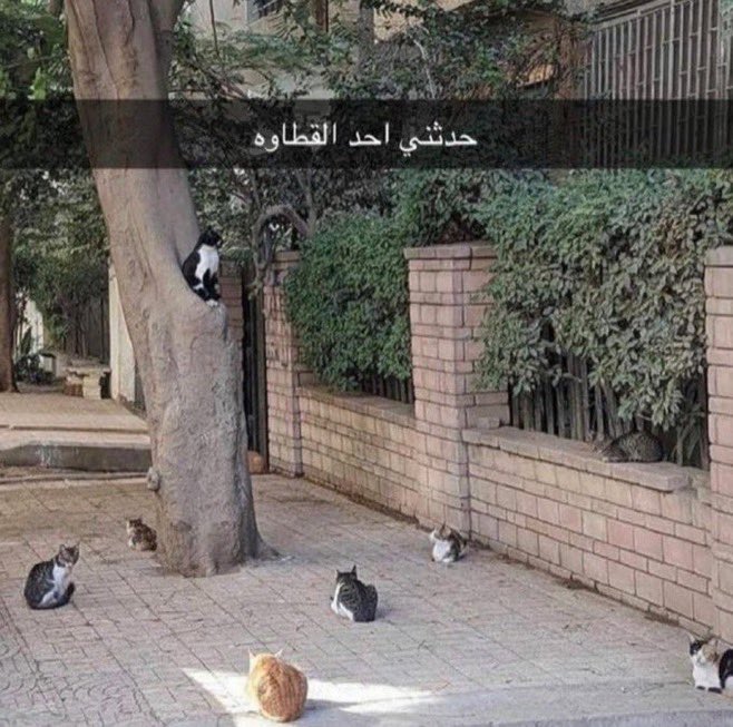 iAhadll's tweet image. 