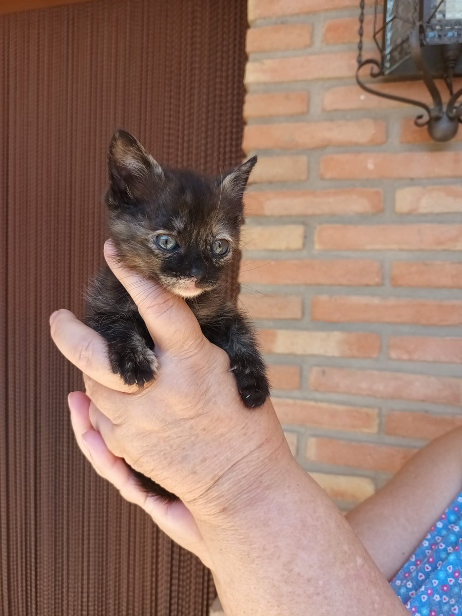 ElsaKatsuya's tweet photo. GATITAS EN ADOPCIÓN 
Seguimos con la racha de verano y también tenemos a estas dos gatitas preciosas de menos de dos meses en adopción. Están cerca de Madrid, tienen menos de dos meses y son adorables y juguetonas ❤️ contacto cafecargado40@gmail.com y más información por privado https://t.co/4bBsTEbke7