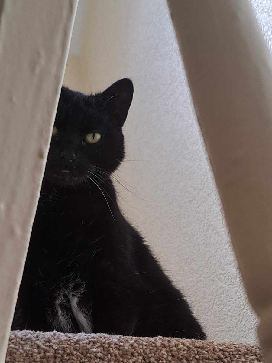 🖤✨🌜sam🌛✨🖤 tweet media