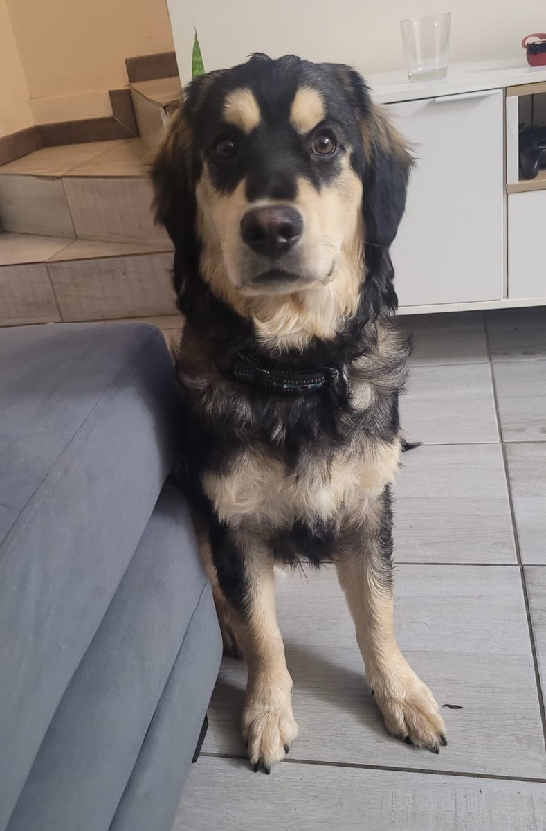 "Ayer, en el sector de playa el lenguado, se nos acercó este perrito con collar limpio y asustado. Se subió a mi auto y no pudimos dejarlo botado. Lamentablemente no podemos quedárnoslo. Si lo estás buscando o deseas adoptarlo, comunícate al +56957790466." Favor RT!
#Antofagasta