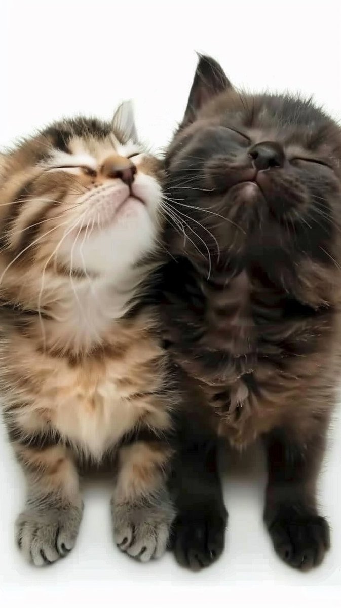 theultravisitor tweet media