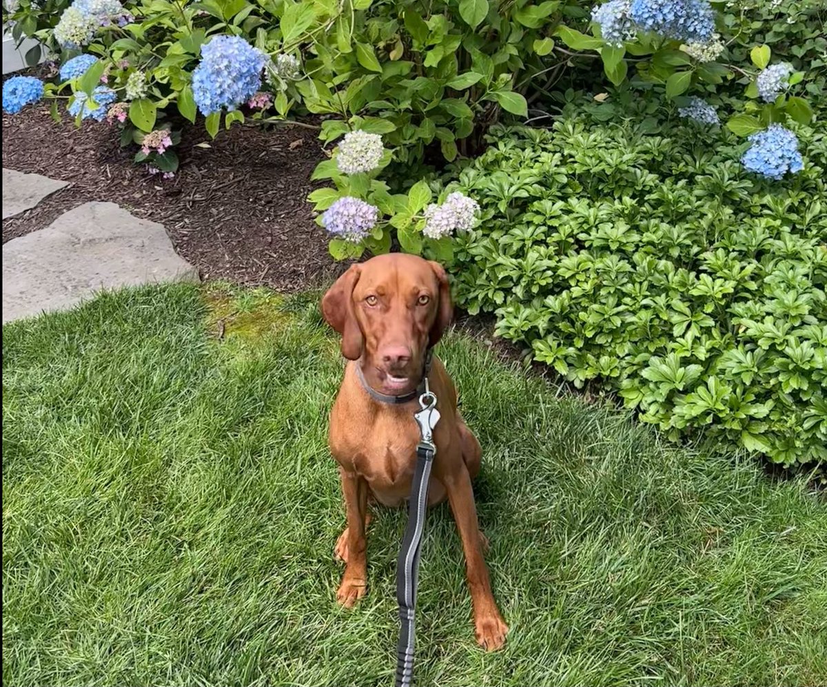 rufflisa's tweet photo. Thank you @hwinkler4real for being so open and sharing your life journey so far w/us. I listened to Being Henry on walks with Harper. Pictured here, I know you’re a dog lover 😁 I laughed with you, teared up and enjoyed meeting the others in your life. We’ll miss your company. https://t.co/rAHegFO0PR