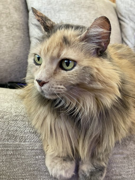 Foster Mama update: She took my man and doesn&rsquo;t give a damn. https://t.co/r6jJcw9CL2<a href="/tag/mvsales"class="tags"><span>#mvsales</span></a>