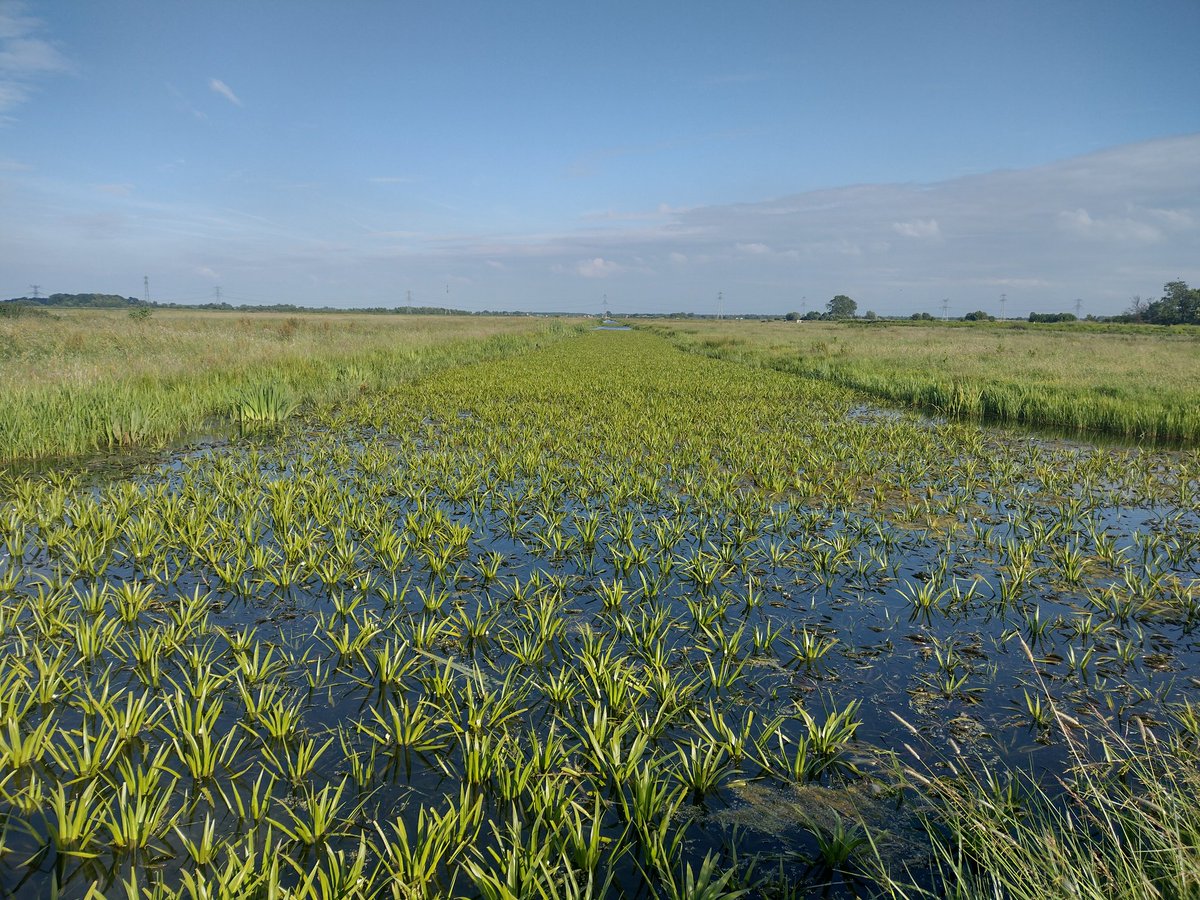 Het gaat helemaal niet goed met ons oppervlaktewater..! Dit beeld laat zien dat Krabbenscheer (Stratiotes aloides) binnen 2 jaar uit een watergang is verdwenen. 

#krimpenerwaard <a href="/hhsenk/">Hoogheemraadschap Schieland en de Krimpenerwaard</a> <a href="/ZHLandschap/">Zuid-Hollands Landschap</a> @MJBreedveld

📷 Links situatie nu, rechts juni 2022