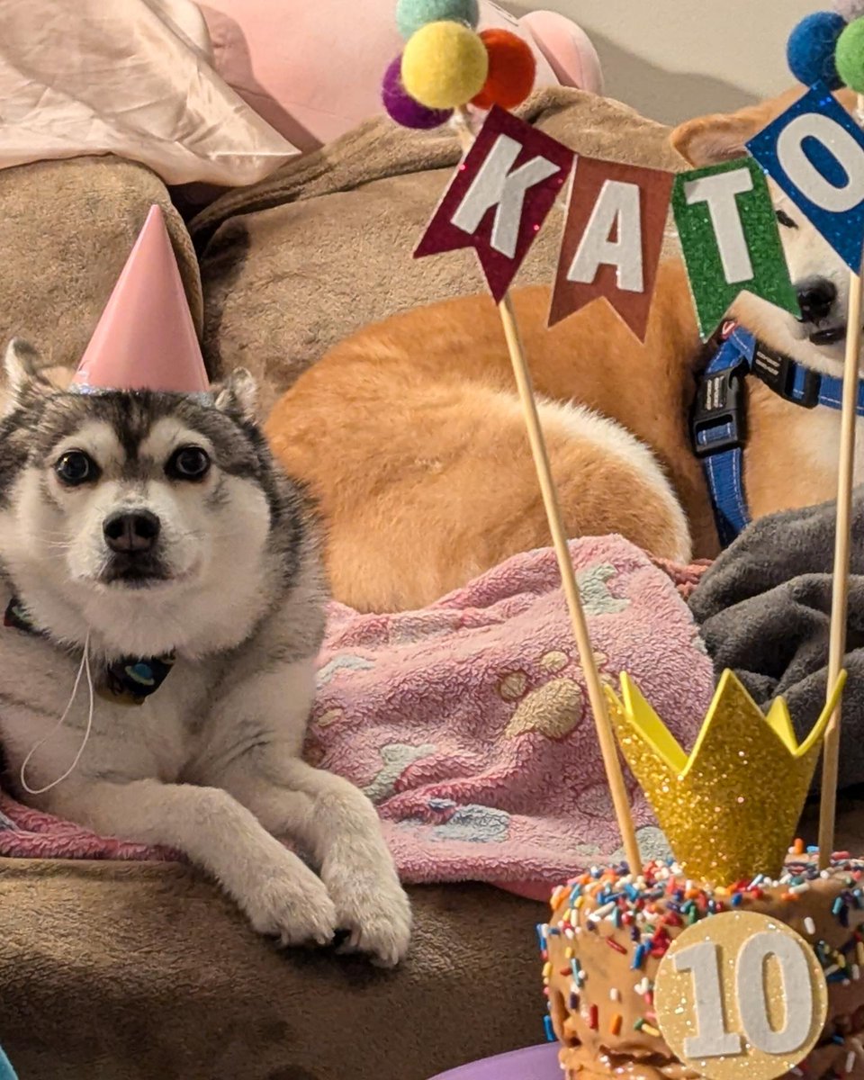 josh 𝕏 kato 🍥 tweet media