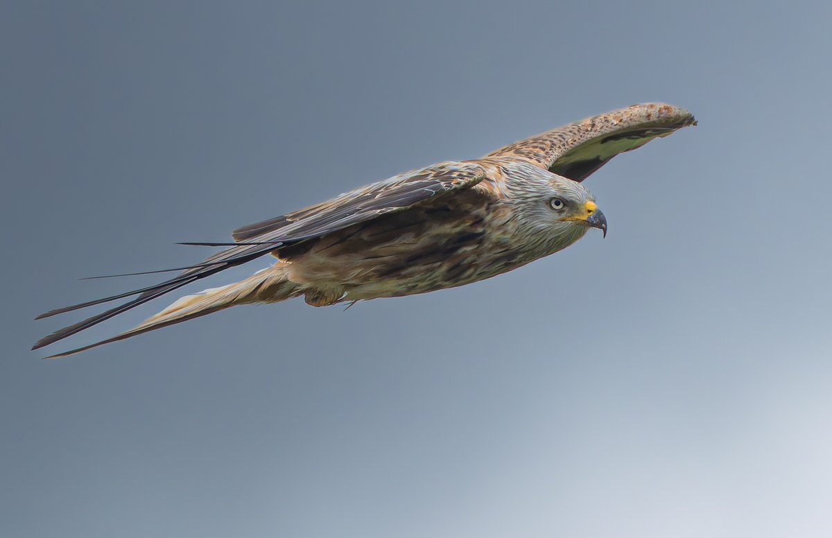 Red kite patrolling over Old Winchester Hill