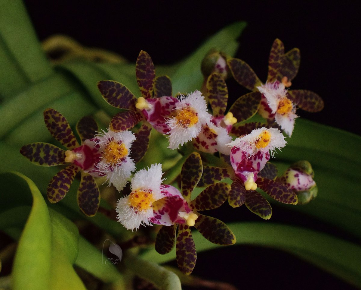 ElaOrchids's tweet photo. Gastrochilus bellinus with the first blossoms.
When all are open, I will take some more pictures.
The scent is slightly lemony.
Unfortunately, three buds have dried up.
#gastrochilus #orchids #蘭 #orchidee #orquidea #orchidée #orkidea #orchidea