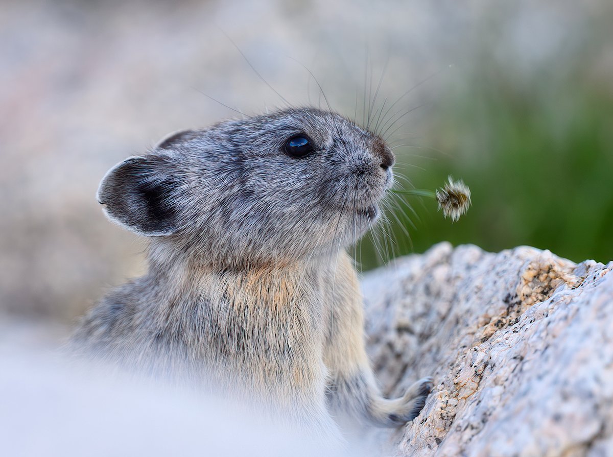 Marshal Hedin tweet media