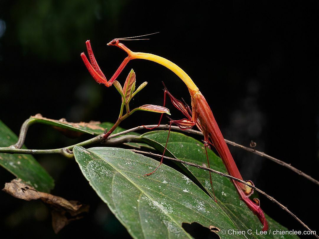 It's just another #MantisMonday and our Observation of the Day is this Toxodera integrifolia #mantis, seen in #Malaysia by cclborneo!

More details at: inaturalist.org/observations/2… #entomology #nature #biodiversity
