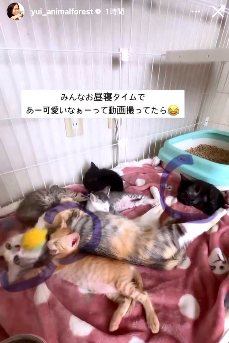fullofruhe's tweet photo. @r7i5ti 座って懐いてるように撮ろうとしたが、無理だった感。

この悟った風貌の子ですよね。

#アニマルフォレスト
#AnimalForestJp
#animalforestrescue
#CatLovers
#ASPCA
#CatHoarder
#injured_cat_Munchausensyndrome_by_proxy https://t.co/hyV5sptlZQ