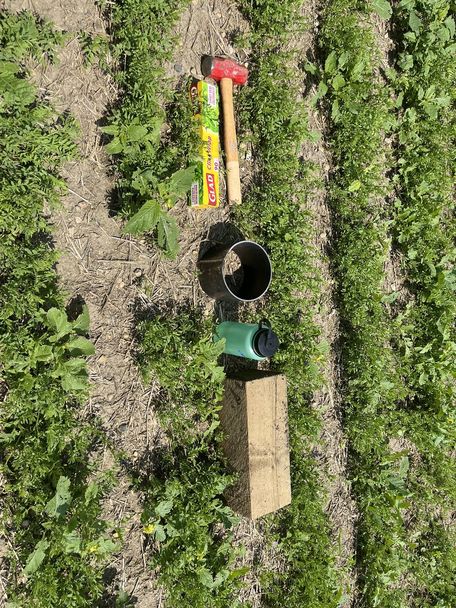 DriedenGoater's tweet photo. Soil Health Action Challenge #FieldSchool2024 https://t.co/XqWC4DKpSe