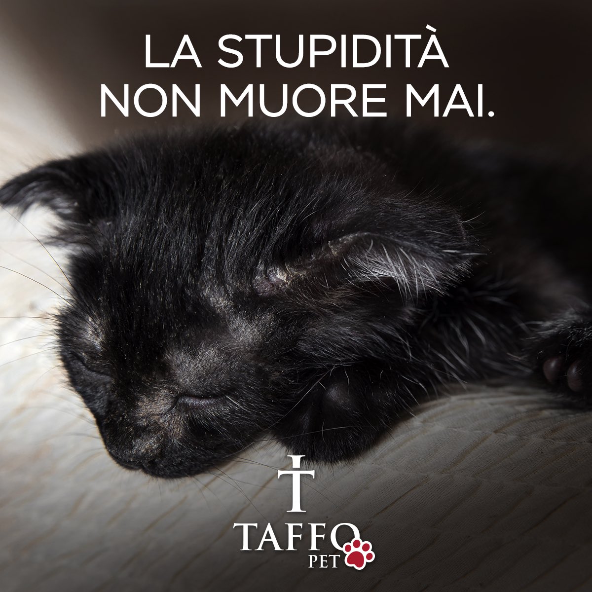 taffoofficial's tweet photo. Un ragazzino in Sardegna ha lanciato un gattino indifeso da un ponte e poi ha pubblicato il video sui social.

Questa tendenza a esagerare per ottenere visibilità sui social è una piaga social e sociale.

Noi possiamo solo parlarne per impedire che succeda di nuovo. https://t.co/r1K1NaWnVq