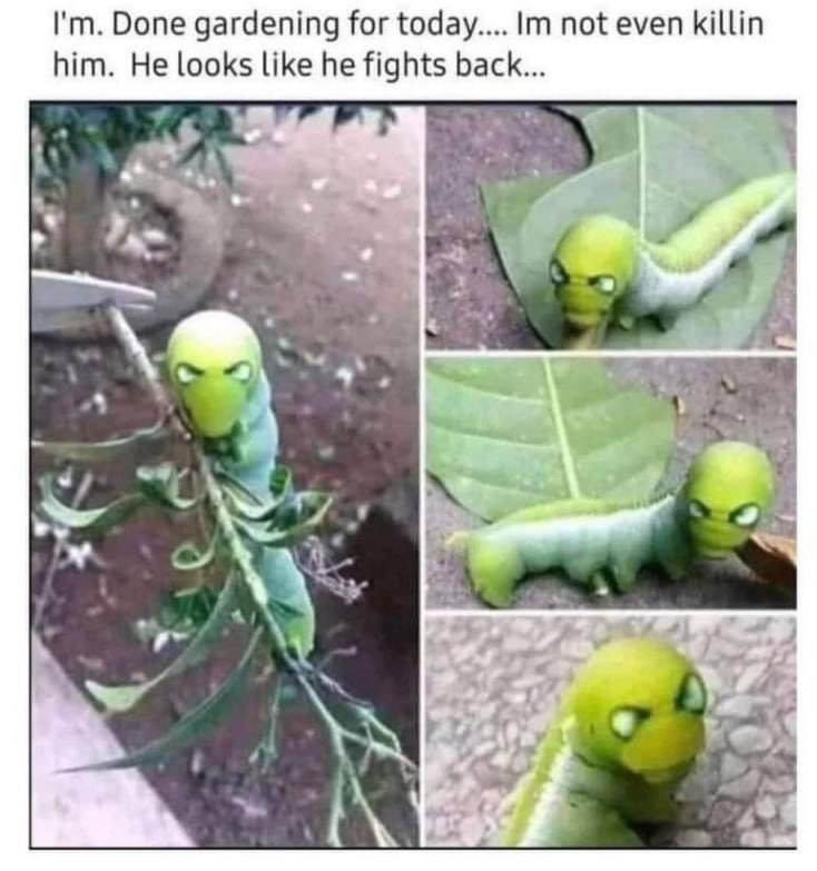 katiebuonadonna's tweet image. looks like a pokemon to me 😂 #GardensOfTwitter #MemeOfTheDay