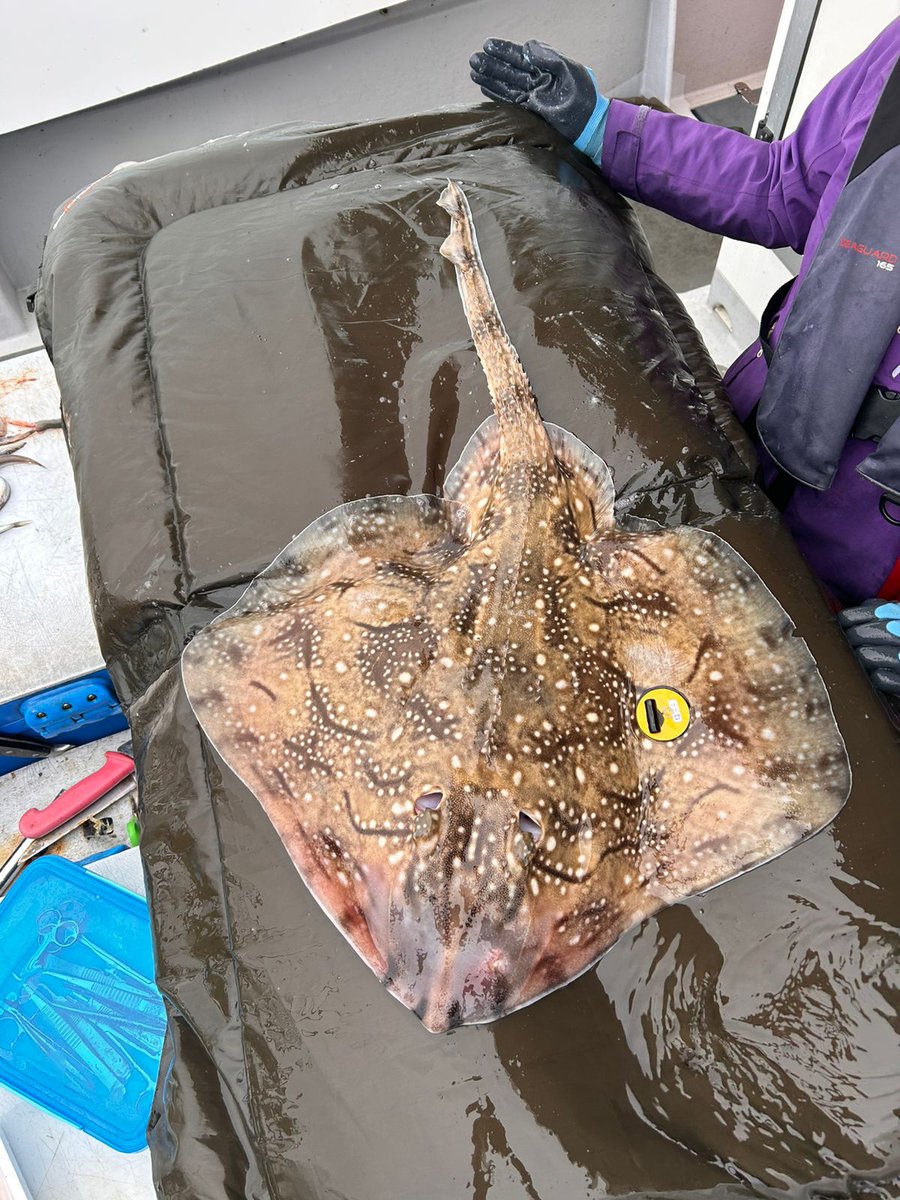 AHall_Marine's tweet image. Hugely successful day, we tagged 11 #UndulateRays from Poole with @Silverspray2 for our #AnglingforSustainability project They are now swimming around collecting us lots of data on habitat use and behaviour!

@PlymUni @AnglingTrust @NaturalEngland @SouthernIFCA @DefraGovUK #FISP
