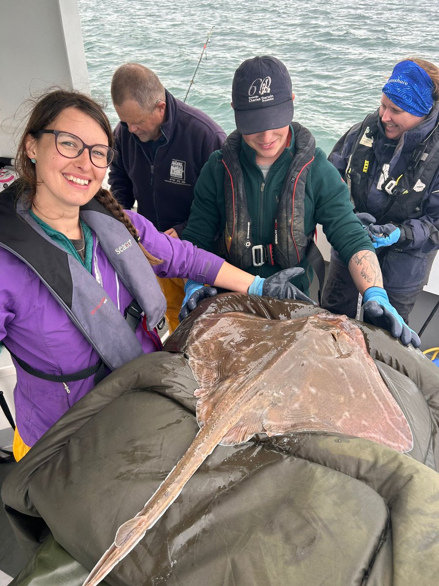AHall_Marine's tweet image. Hugely successful day, we tagged 11 #UndulateRays from Poole with @Silverspray2 for our #AnglingforSustainability project They are now swimming around collecting us lots of data on habitat use and behaviour!

@PlymUni @AnglingTrust @NaturalEngland @SouthernIFCA @DefraGovUK #FISP