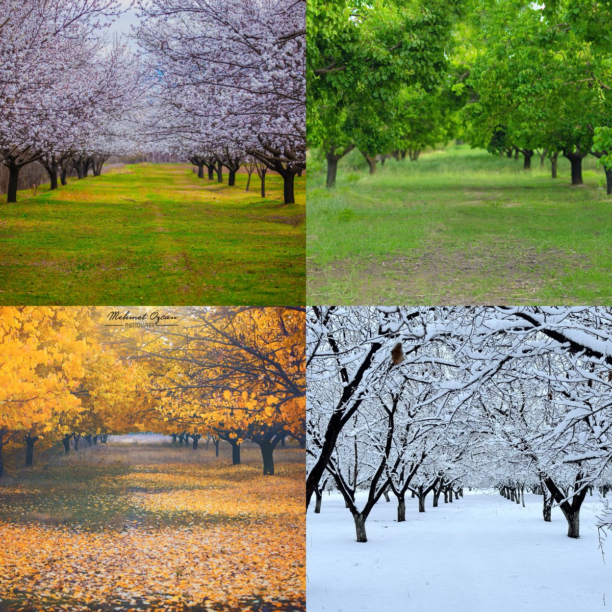Iğdır’da bulunan ve her mevsimde farklı bir renge bürünen Kayısı Bahçelerini  4 mevsimde çektim😇
