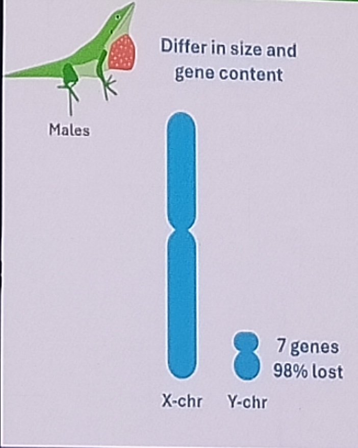 AliciaMstt's tweet photo. #SMBE2024 #TakeHomeMessage: male lizards have only 7 genes remaining in their Y chromosome, but they compensated in a very interesting way - Mariela Tenorio https://t.co/V2EVgruN5V