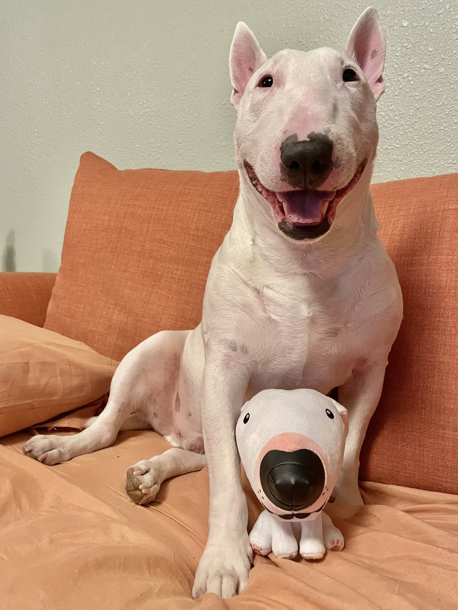 🐶 NELSON tweet media