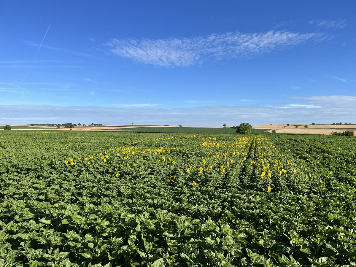 Bruno Grand_MAS Seeds (@brunogrand1) on Twitter photo Ou se trouve la nouveauté linoléique Très Précoce <a href="/MASseedsfrance/">MAS Seeds France</a> ? Un indice, elle a débuté sa floraison 🌻😜
#tournesol #sunflower #agriculture Ou se trouve la nouveauté linoléique Très Précoce <a href="/MASseedsfrance/">MAS Seeds France</a> ? Un indice, elle a débuté sa floraison 🌻😜
#tournesol #sunflower #agriculture