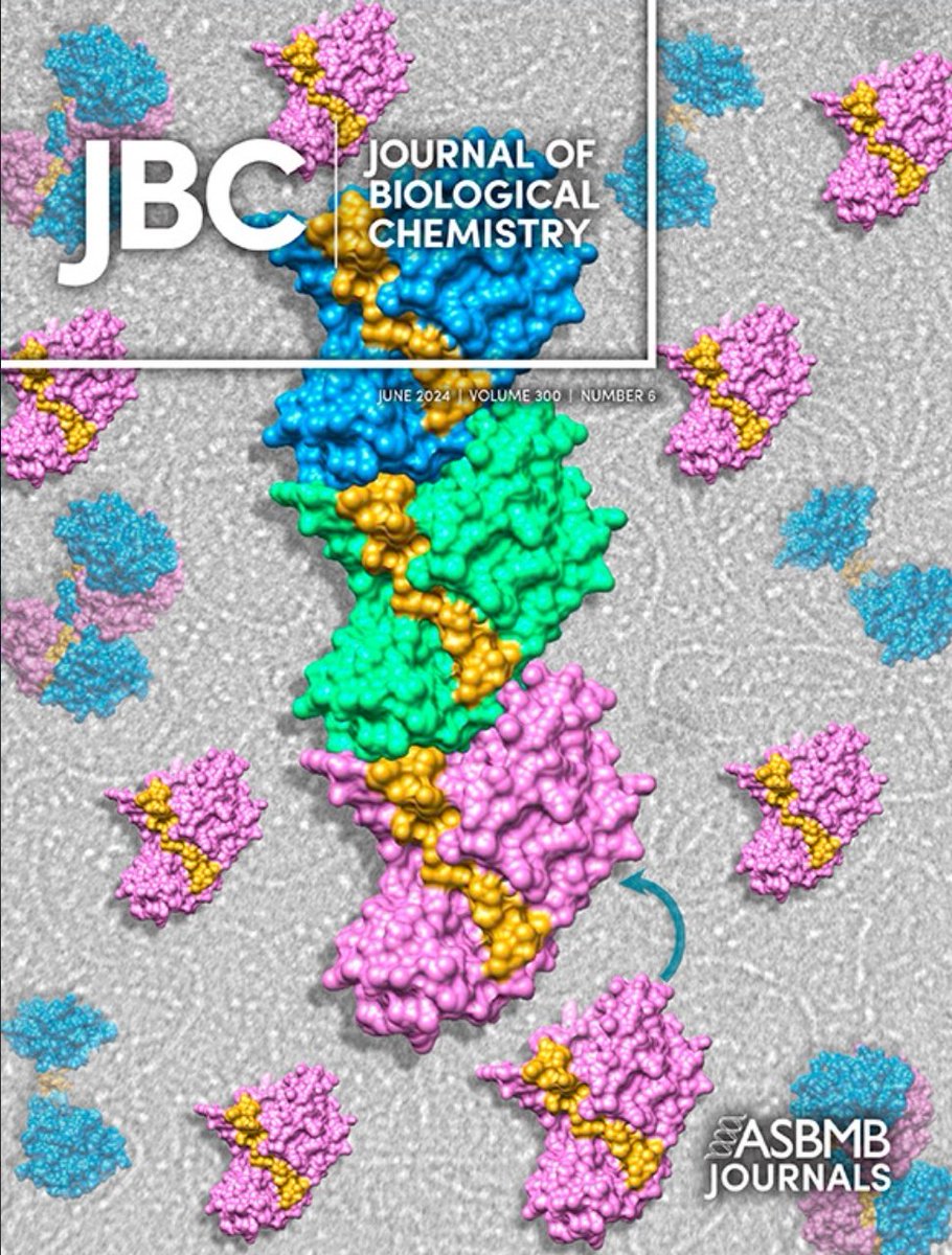 Joyeeta Chakraborty (@joyeechakra) on Twitter photo Excited to share our latest research featured on the cover of <a href="/jbiolchem/">Journal of Biological Chemistry</a> !
June 2024, Volume 300, Number 6. Excited to share our latest research featured on the cover of <a href="/jbiolchem/">Journal of Biological Chemistry</a> !
June 2024, Volume 300, Number 6.