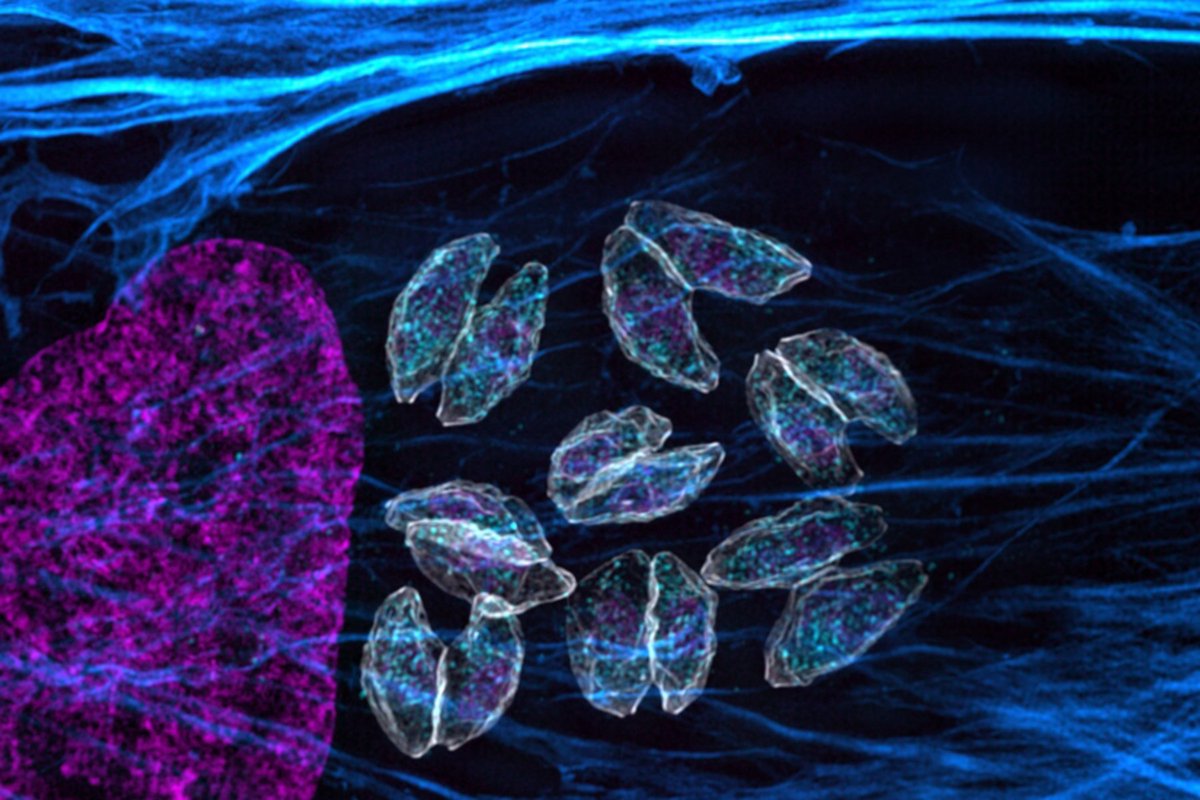 Whitehead Institute (@whiteheadinst) on Twitter photo Researchers in <a href="/LouridoLab/">Sebastian Lourido</a> performed the first genome-wide screen of Toxoplasma gondii in live hosts, revealing genes that are important for infection but previously undetected in cell culture experiments: wi.mit.edu/news/genome-wi… Researchers in <a href="/LouridoLab/">Sebastian Lourido</a> performed the first genome-wide screen of Toxoplasma gondii in live hosts, revealing genes that are important for infection but previously undetected in cell culture experiments: wi.mit.edu/news/genome-wi…