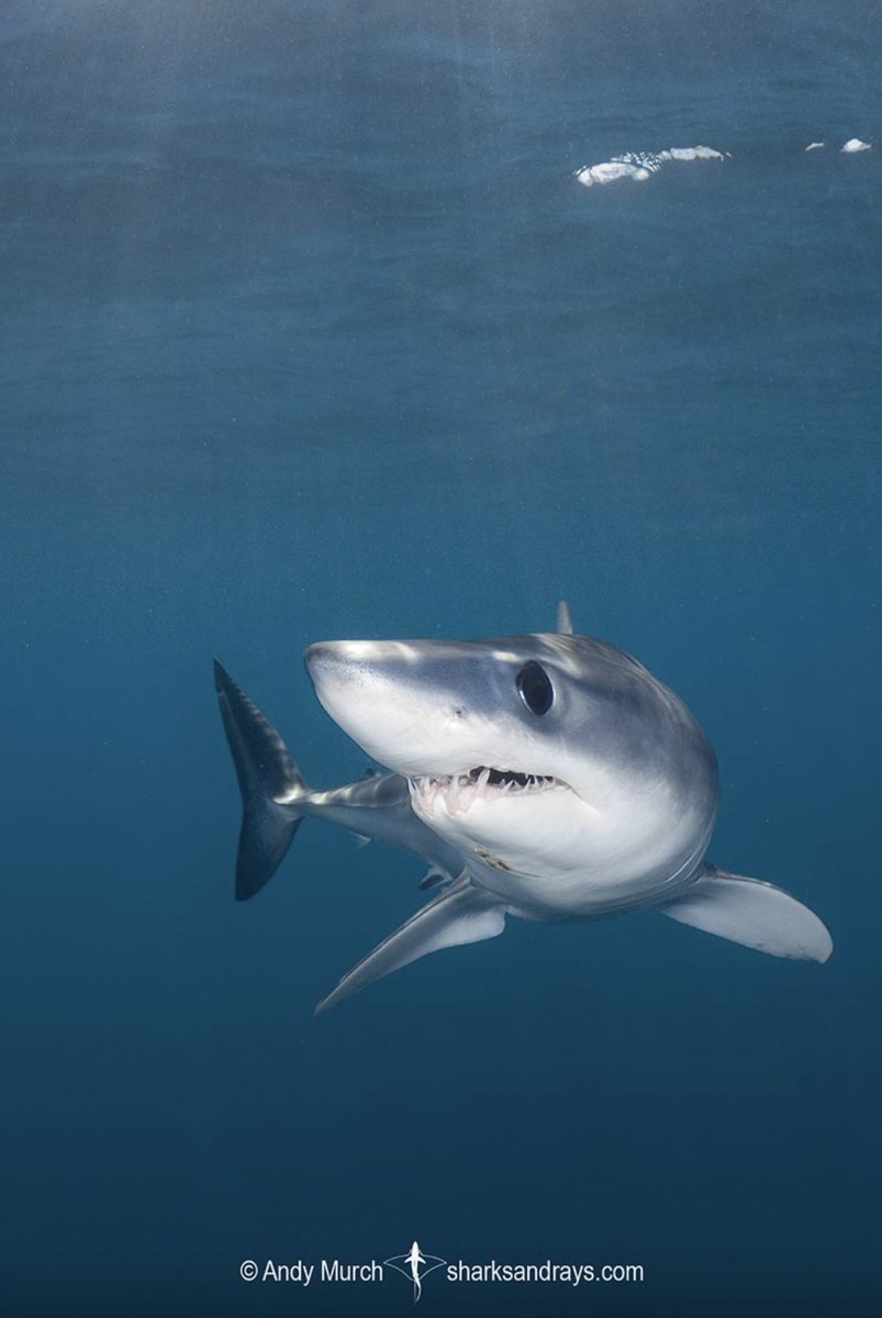 Sharks4Kids's tweet image. #MAKOSHARKMONDAY 

Despite their speed, the shortfin mako shark is listed at Endangered on the IUCN Red List.  They are among the most vulnerable and valuable sharks taken on the high seas.

Image @bigfishexpeditions 

#sharkweek #savesharks