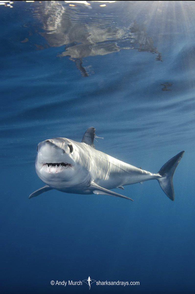 Sharks4Kids's tweet image. #MAKOSHARKMONDAY 

Despite their speed, the shortfin mako shark is listed at Endangered on the IUCN Red List.  They are among the most vulnerable and valuable sharks taken on the high seas.

Image @bigfishexpeditions 

#sharkweek #savesharks