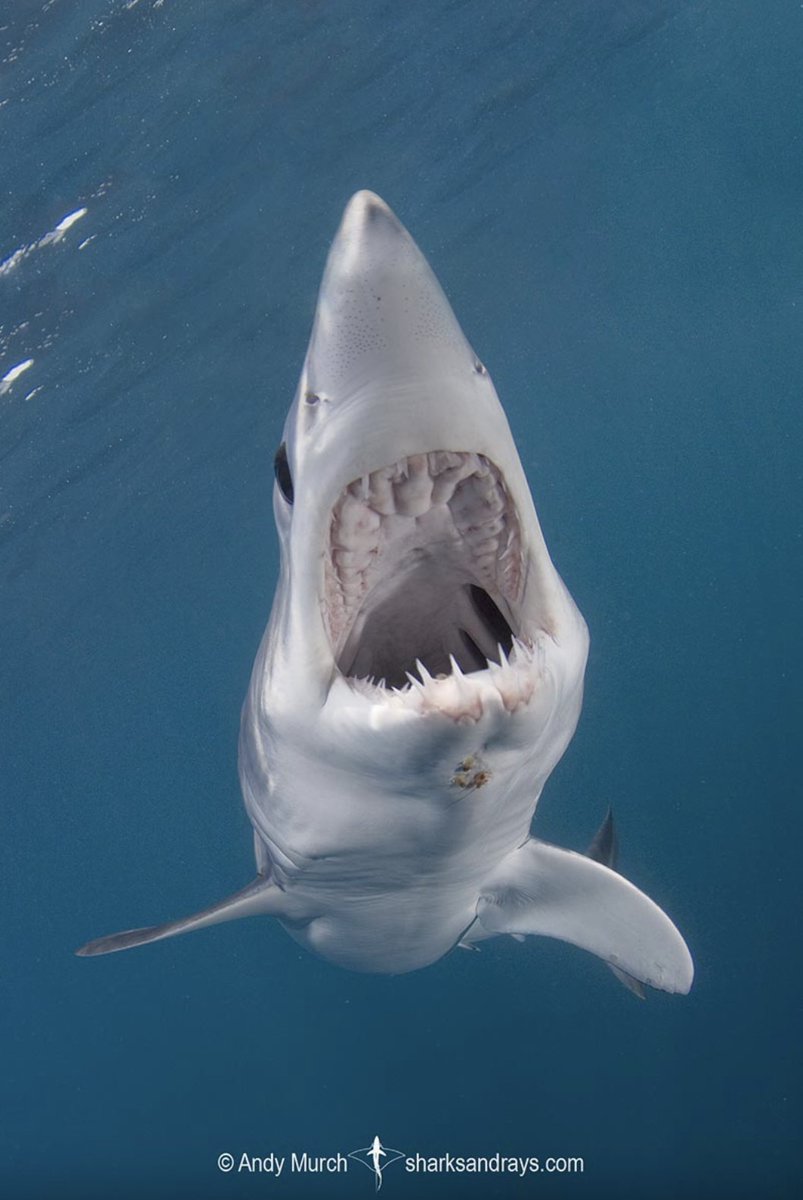 Sharks4Kids's tweet image. #MAKOSHARKMONDAY 

Despite their speed, the shortfin mako shark is listed at Endangered on the IUCN Red List.  They are among the most vulnerable and valuable sharks taken on the high seas.

Image @bigfishexpeditions 

#sharkweek #savesharks