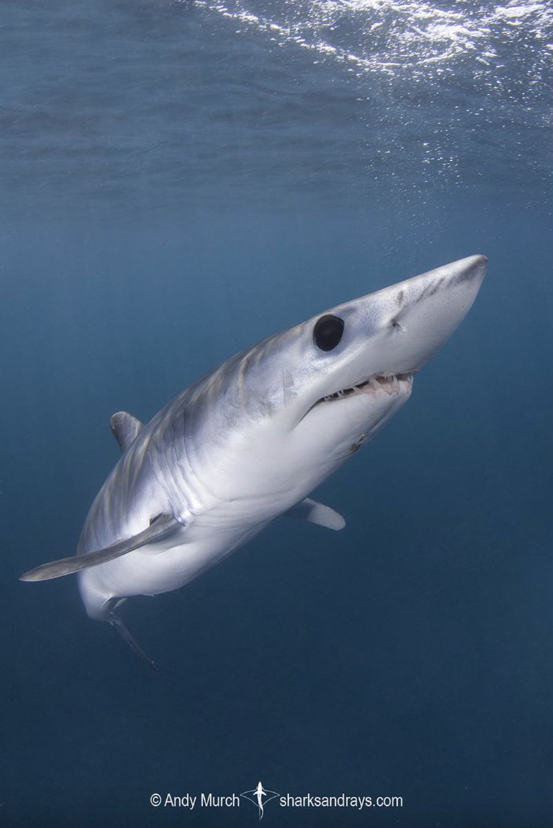 Sharks4Kids's tweet image. #MAKOSHARKMONDAY 

Despite their speed, the shortfin mako shark is listed at Endangered on the IUCN Red List.  They are among the most vulnerable and valuable sharks taken on the high seas.

Image @bigfishexpeditions 

#sharkweek #savesharks