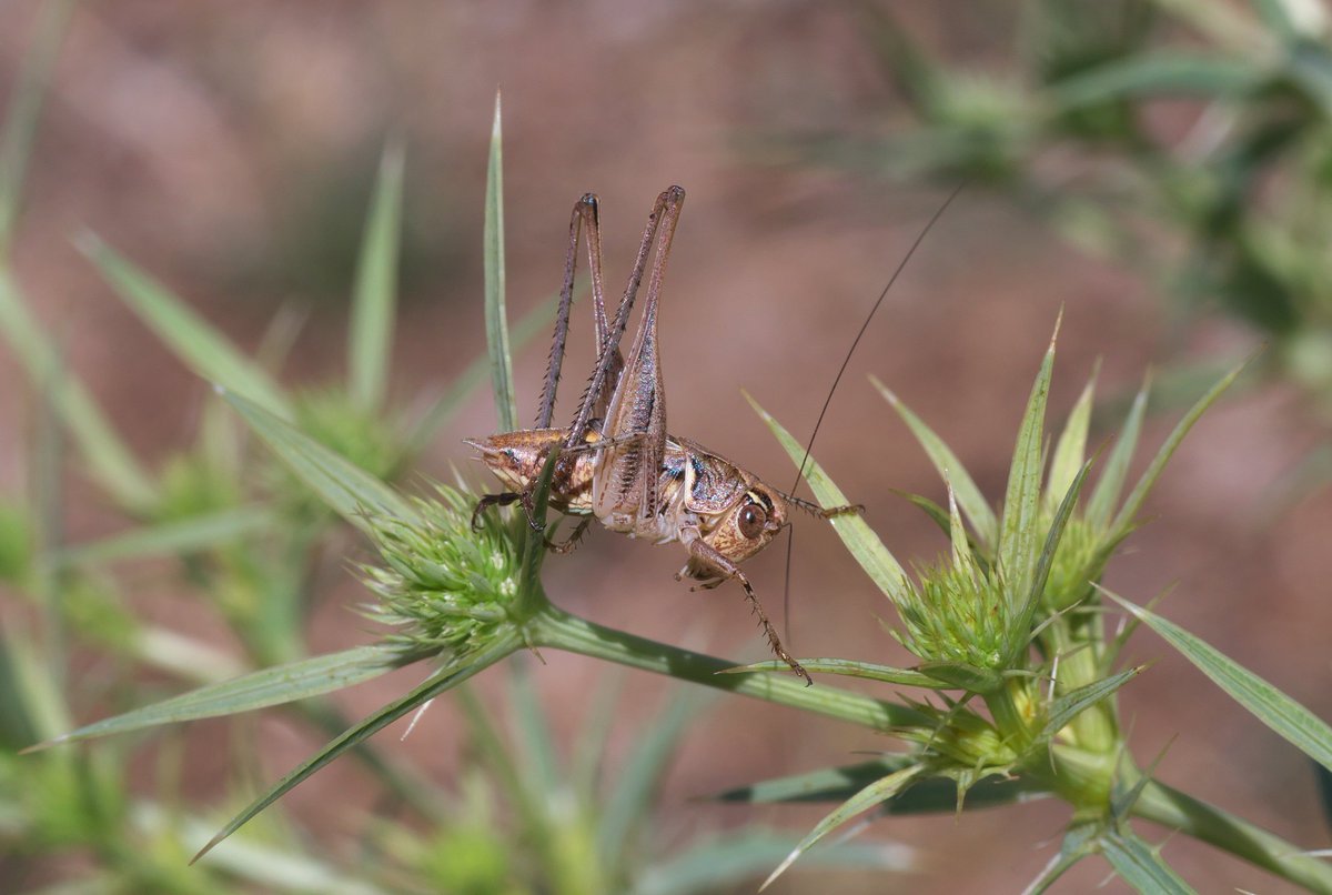 Balkan Orthoptera tweet media