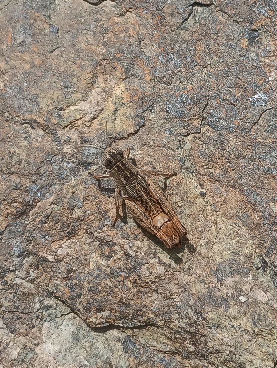 The #SarantaporosScienceWeek concluded a few days ago. Over 60 scientists from various countries gathered data on numerous organisms in and around the Sarantaporos river basin. 1/7