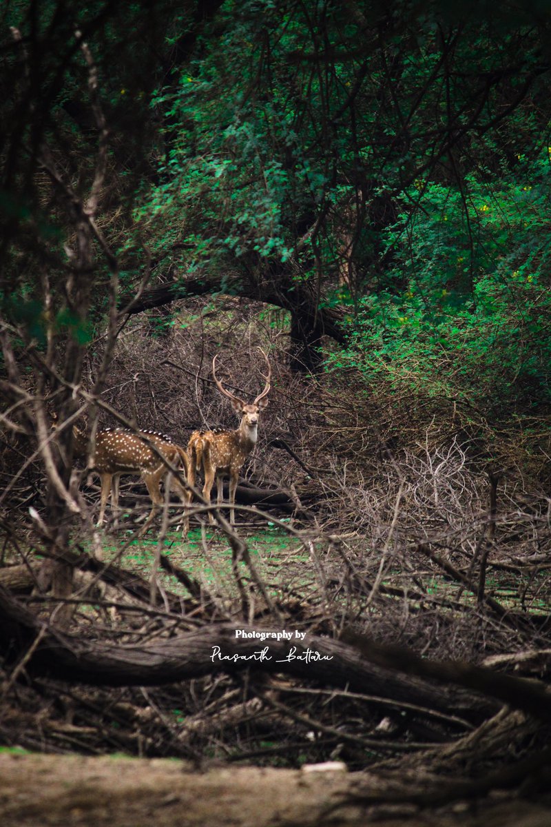 PrasanthBattaru's tweet photo. Visited Pocharam Wildlife Sanctuary this Sunday and had an amazing encounter with these beautiful deers! 🦌 They seemed to be saying, “Why don’t you click us and share our beauty with your friends?” So, I couldn’t resist capturing this moment. 🌿✨ 

#pocharamwildlifesanctuary https://t.co/p5rbN57SQs