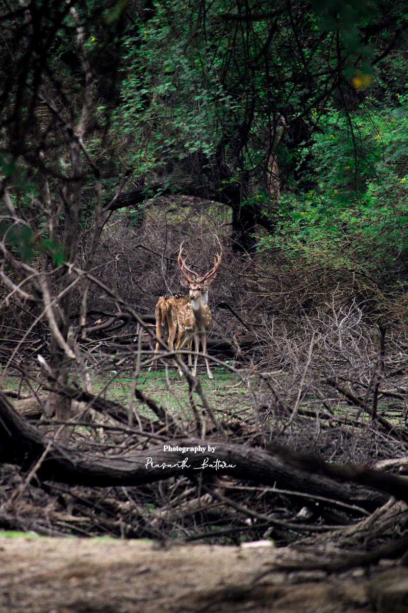 PrasanthBattaru's tweet photo. Visited Pocharam Wildlife Sanctuary this Sunday and had an amazing encounter with these beautiful deers! 🦌 They seemed to be saying, “Why don’t you click us and share our beauty with your friends?” So, I couldn’t resist capturing this moment. 🌿✨ 

#pocharamwildlifesanctuary https://t.co/p5rbN57SQs