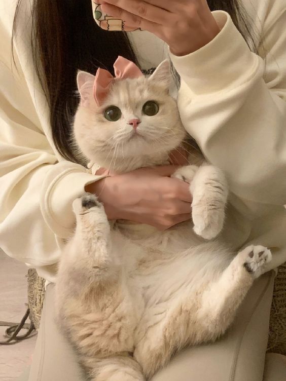 cutestscats's tweet photo. https://t.co/UXqgbUcYaD